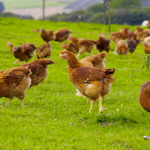 Vital Ente Start Label 25kg